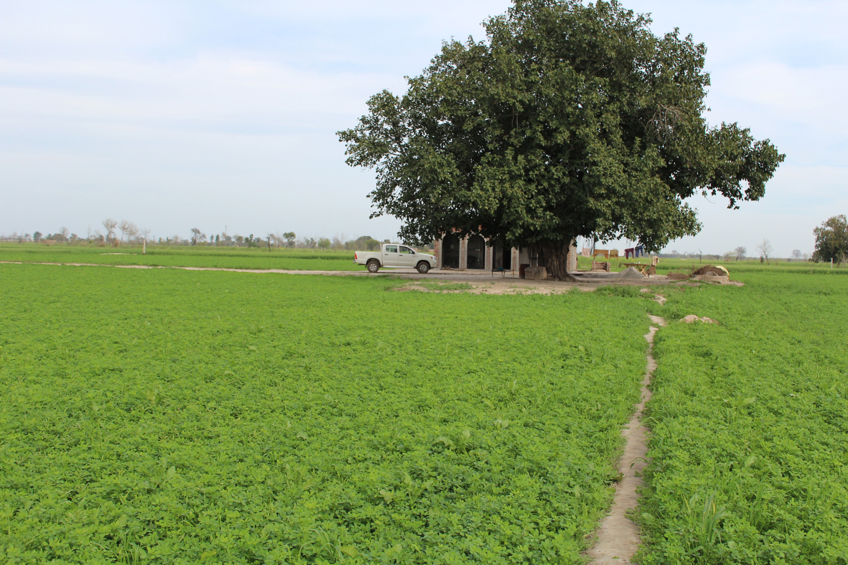 Alfalfa-on-our-arable-land